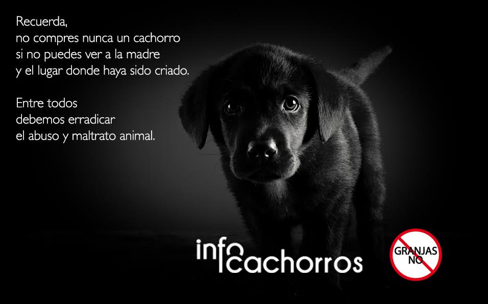 Infocachorros.com